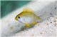 Amblyglyphidodon ternatensis 2-4 cm