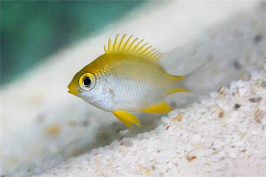 Amblyglyphidodon ternatensis 2-4 cm