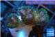 Pocillopora green & pink tip 2-3 cm WYSIWYG acclimaté