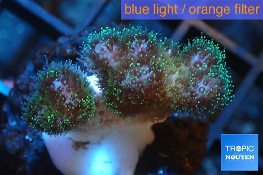 Pocillopora green & pink tip 2-3 cm WYSIWYG acclimaté