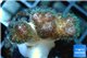 Pocillopora green & pink tip 2-3 cm WYSIWYG acclimaté