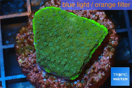 Montipora purple blue 2-3 cm WYSIWYG acclimaté