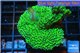 Montipora green & purple polyps 3-4 cm WYSIWYG acclimaté