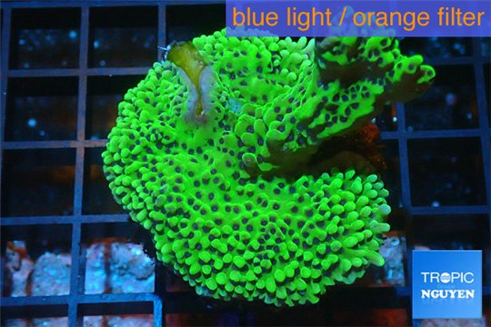 Montipora green & purple polyps 3-4 cm WYSIWYG acclimaté