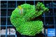 Montipora green & purple polyps 3-4 cm WYSIWYG acclimaté