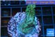 Acropora green purple Australia 3-4 cm WYSIWYG acclimaté
