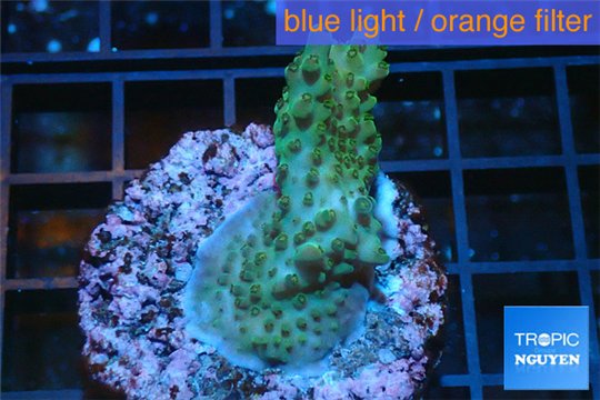 Acropora green purple Australia 3-4 cm WYSIWYG acclimaté