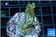 Acropora green purple Australia 3-4 cm WYSIWYG acclimaté