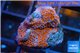 Montipora danae red poker star 1-2 cm WYSIWYG acclimaté