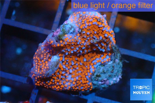 Montipora danae red poker star 1-2 cm WYSIWYG acclimaté