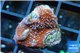 Montipora danae red poker star 1-2 cm WYSIWYG acclimaté
