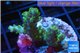 Acropora green Australia 3-4 cm WYSIWYG acclimaté