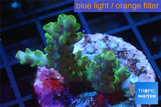 Acropora green Australia 3-4 cm WYSIWYG acclimaté