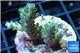 Acropora green Australia 3-4 cm WYSIWYG acclimaté