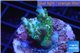 Acropora golden green purple Australia 2-3 cm WYSIWYG acclimaté