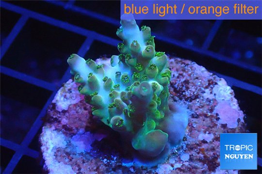 Acropora golden green purple Australia 2-3 cm WYSIWYG acclimaté