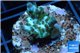 Acropora golden green purple Australia 2-3 cm WYSIWYG acclimaté