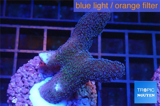 Stylophora milka 3-5 cm WYSIWYG acclimaté