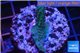 Acropora purple 3-5 cm WYSIWYG acclimaté