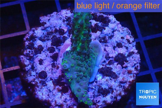 Acropora purple 3-5 cm WYSIWYG acclimaté
