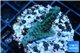 Acropora purple 3-5 cm WYSIWYG acclimaté