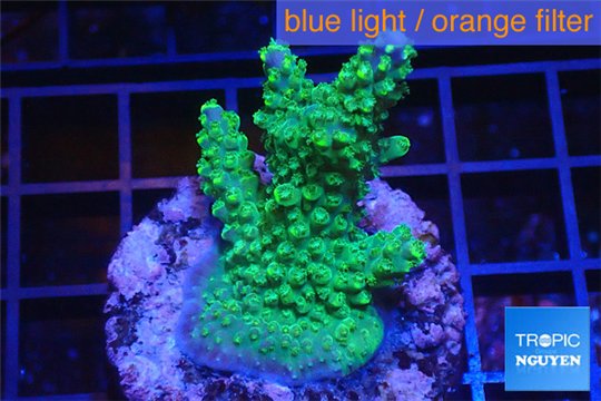 Acropora green purple Australia 2-4 cm WYSIWYG acclimaté
