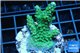 Acropora green purple Australia 2-4 cm WYSIWYG acclimaté