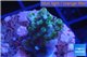 Acropora green purple Australia 2-4 cm WYSIWYG acclimaté