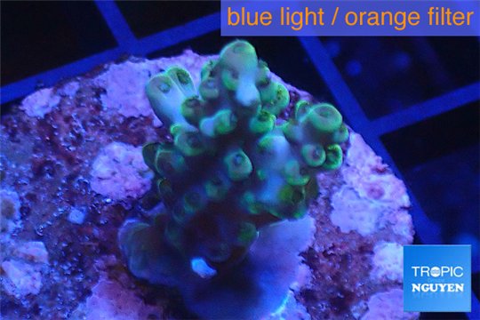 Acropora green purple Australia 2-4 cm WYSIWYG acclimaté