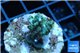Acropora green purple Australia 2-4 cm WYSIWYG acclimaté