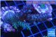 Acropora purple blue Australia 4-6 cm WYSIWYG acclimaté