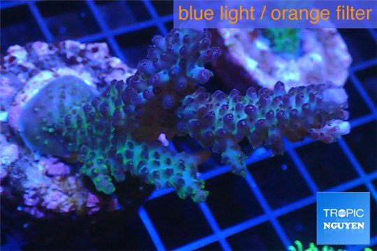 Acropora purple blue Australia 4-6 cm WYSIWYG acclimaté