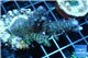 Acropora purple blue Australia 4-6 cm WYSIWYG acclimaté