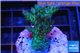 Acropora golden green purple Australia 3-5 cm WYSIWYG acclimaté