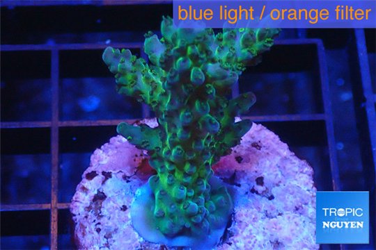 Acropora golden green purple Australia 3-5 cm WYSIWYG acclimaté