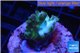 Acropora golden green purple Australia 2-3 cm WYSIWYG acclimaté