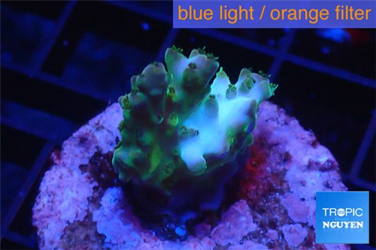 Acropora golden green purple Australia 2-3 cm WYSIWYG acclimaté