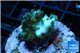 Acropora golden green purple Australia 2-3 cm WYSIWYG acclimaté