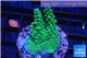 Acropora green purple Australia 3-4 cm WYSIWYG acclimaté