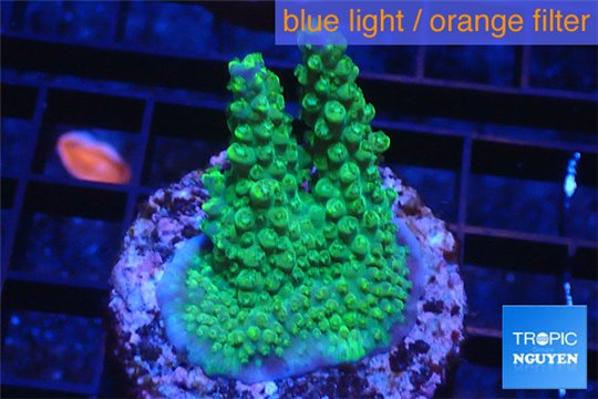 Acropora green purple Australia 3-4 cm WYSIWYG acclimaté