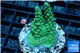 Acropora green purple Australia 3-4 cm WYSIWYG acclimaté