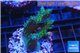 Acropora green blue Australia 3-4 cm WYSIWYG acclimaté