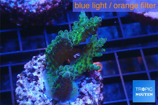 Acropora green blue Australia 3-4 cm WYSIWYG acclimaté