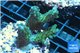 Acropora green blue Australia 3-4 cm WYSIWYG acclimaté