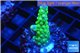 Acropora green purple tip & yellow polyps 2-3 cm WYSIWYG acclimaté