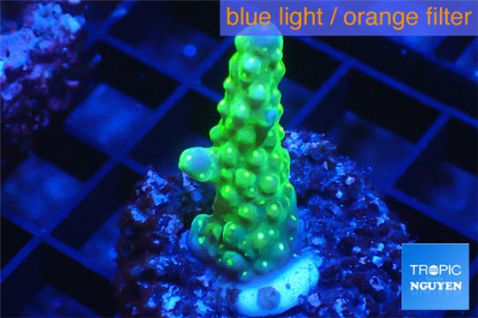 Acropora green purple tip & yellow polyps 2-3 cm WYSIWYG acclimaté