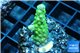 Acropora green purple tip & yellow polyps 2-3 cm WYSIWYG acclimaté