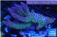 Acropora purple Australia premium 5-7 cm WYSIWYG acclimaté