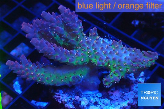 Acropora purple Australia premium 5-7 cm WYSIWYG acclimaté