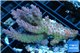 Acropora purple Australia premium 5-7 cm WYSIWYG acclimaté